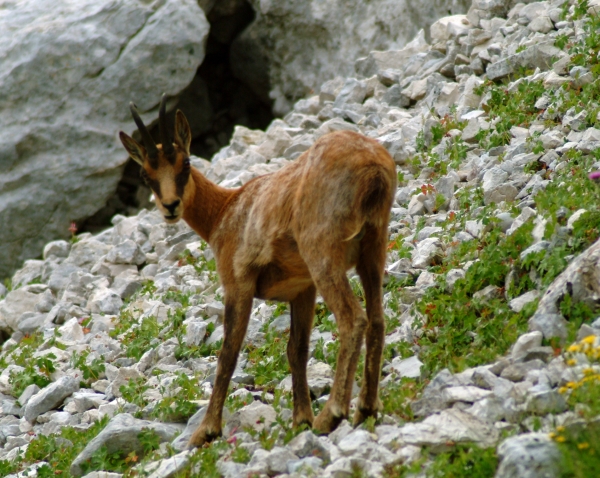 Camoscio d''Abruzzo Rupicapra pyrenaica ornata